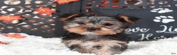 Yorkshire Terrier dogs for sale: Brutus  - Ad 3