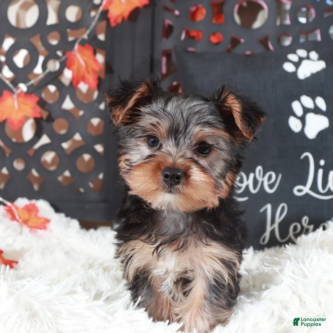 Yorkshire Terrier dogs for sale: Brutus  - Ad 3