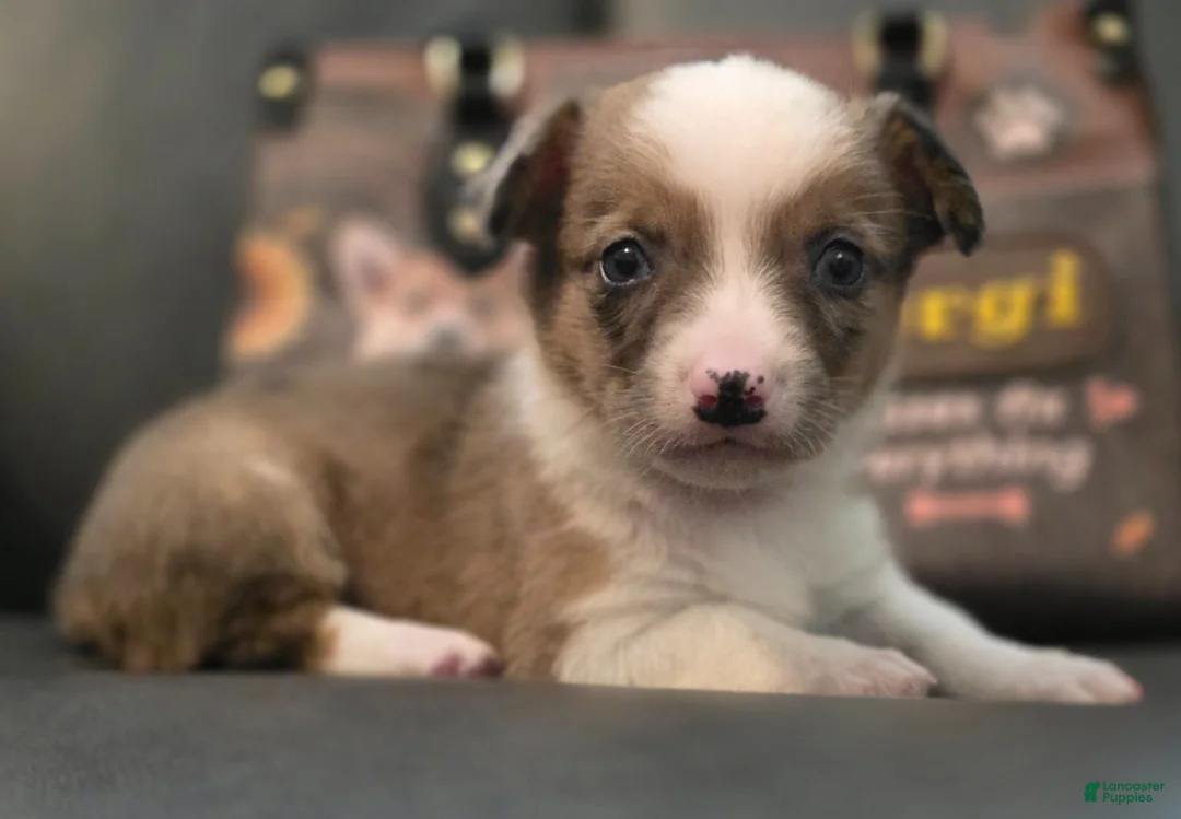 Mixed Breed dogs for sale: Sherlock - Ad 2