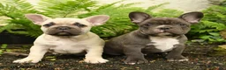 French Bulldog dogs for sale: Charming Charlie - Ad 5