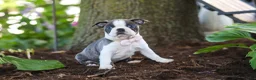 Boston Terrier dogs for sale: Mea - Ad 7
