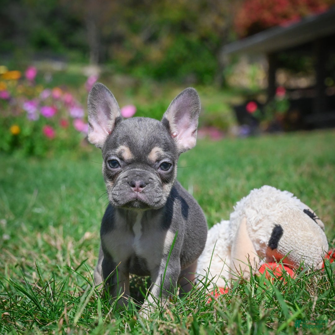 French Bulldog dogs for sale: Coco - Ad 9