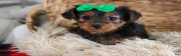 Yorkshire Terrier dogs for sale: CHLOE - Ad 4
