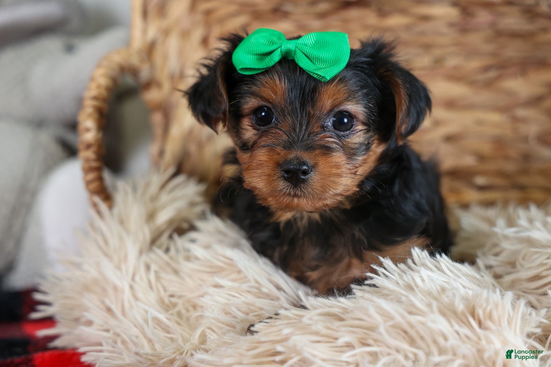Yorkshire Terrier dogs for sale: CHLOE - Ad 4