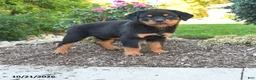 Rottweiler dogs for sale: Thor - Ad 1