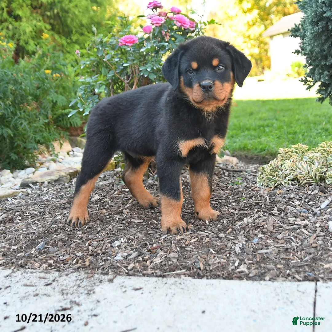 Rottweiler dogs for sale: Thor - Ad 1
