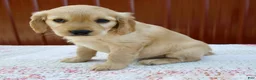 Miniature Golden Retriever dogs for sale: Greta - Ad 7