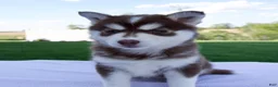 Pomsky dogs for sale: Sage - Ad 1