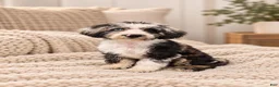 Cavapoo dogs for sale: Cavapoo 1 - Ad 4