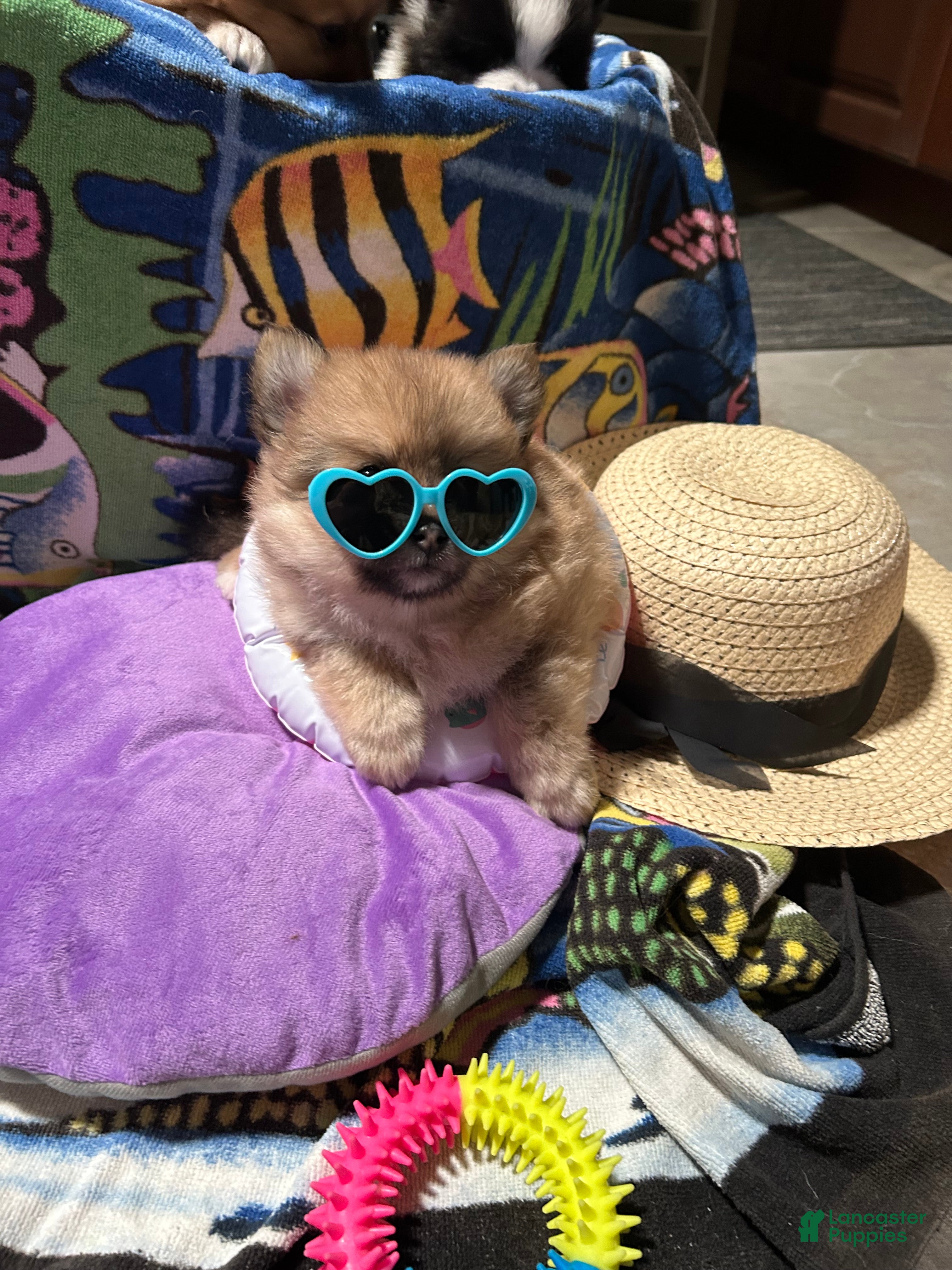 Pomeranian dogs Pomeranian Puppy 2 - Ad 1