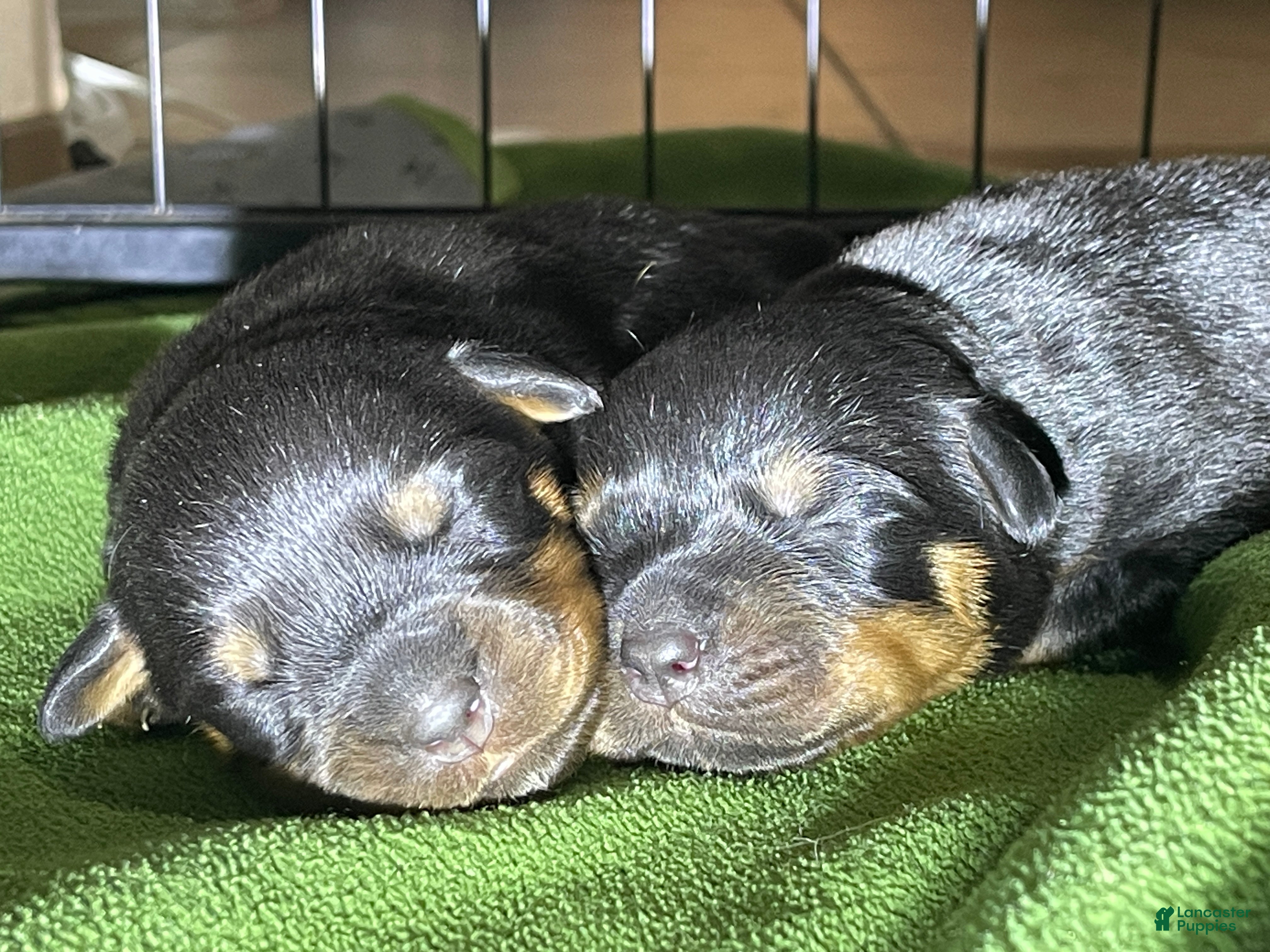 Rottweiler dogs Rottweiler Puppy 1 - Ad 6