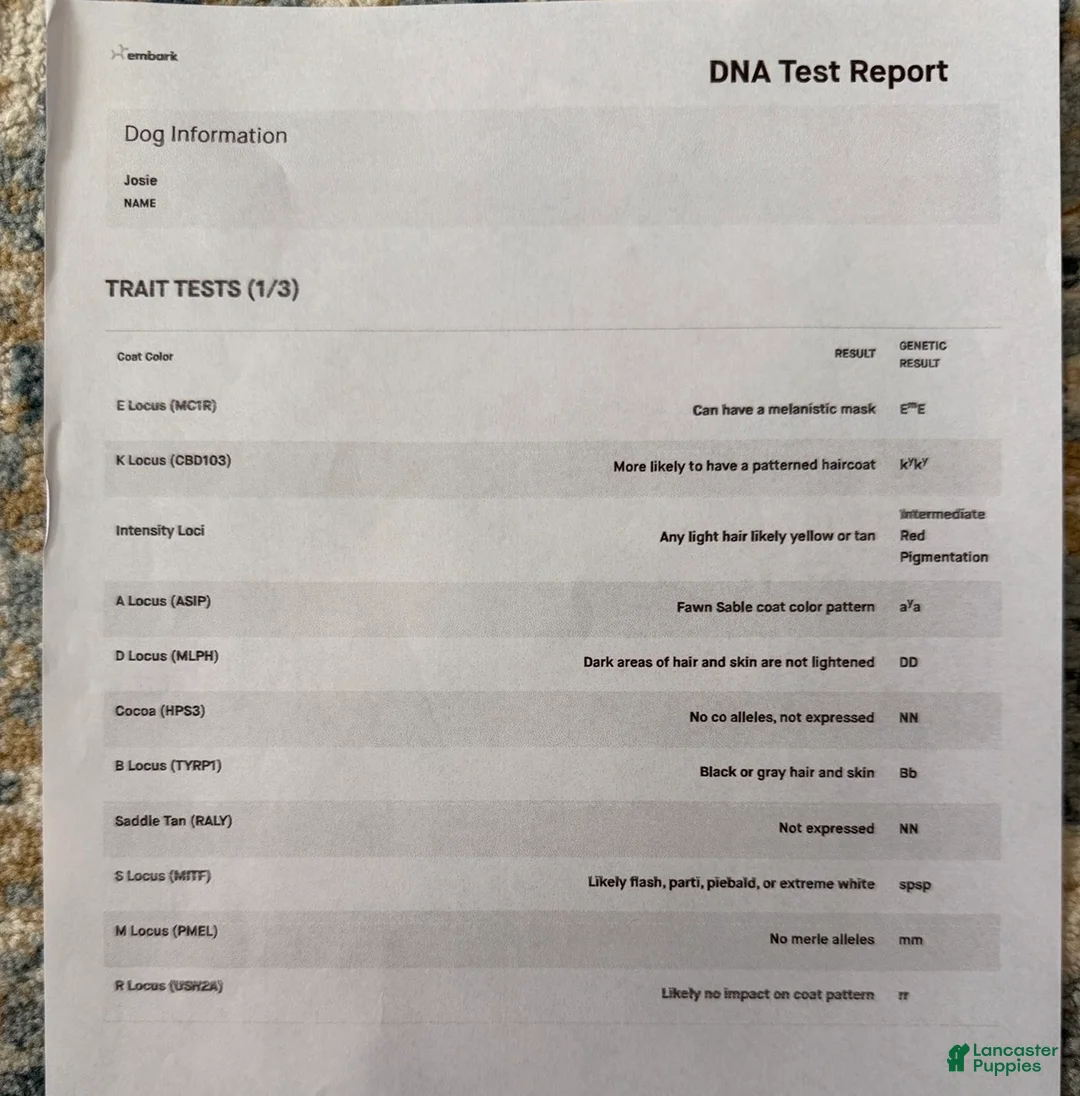 Standard Poodle dogs for sale: Josie AKC INTACT - Ad 5