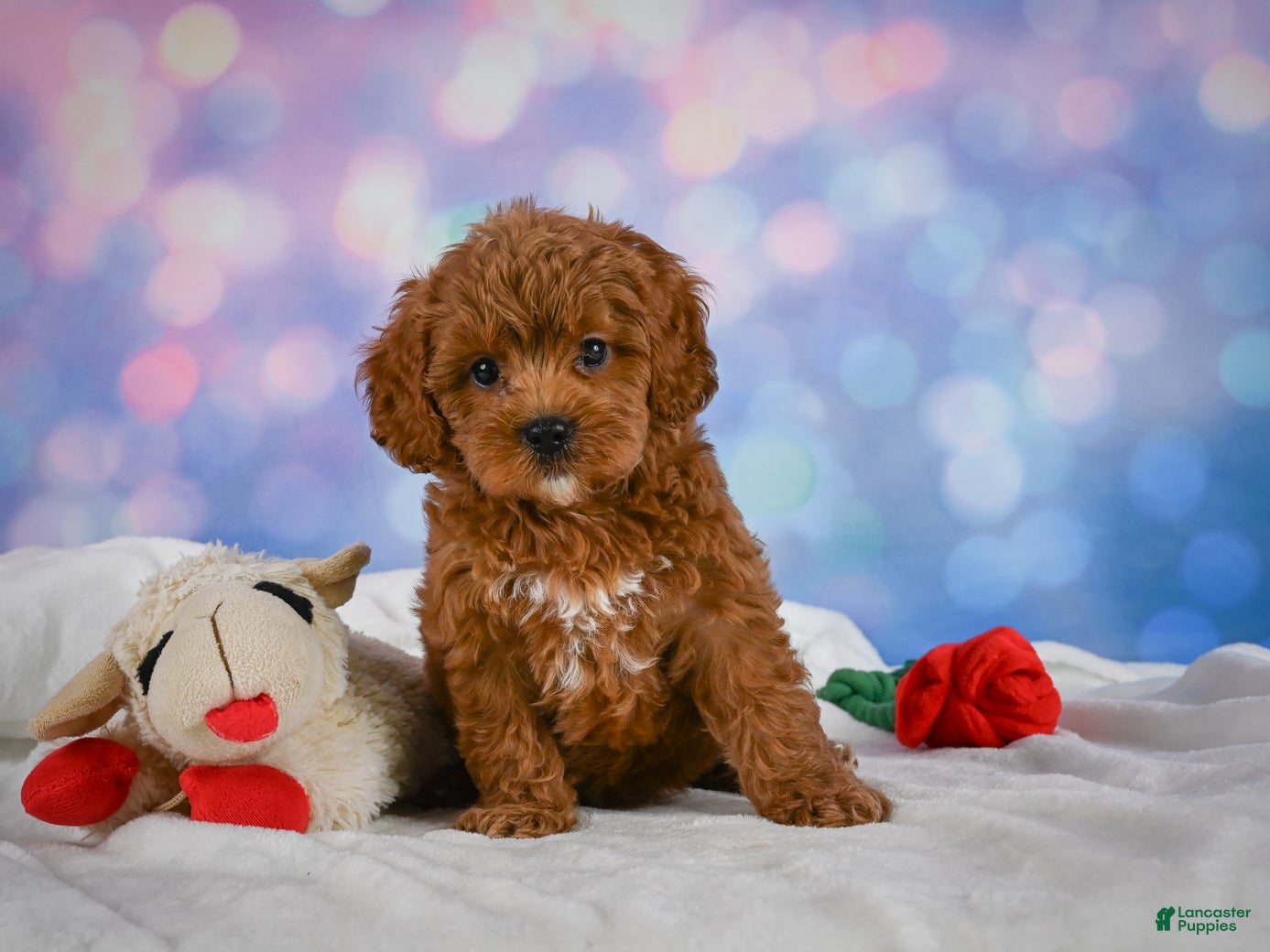 Cavapoo dogs Cookie - Ad 2