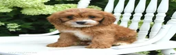Cavapoo dogs for sale: Daisy - Ad 1