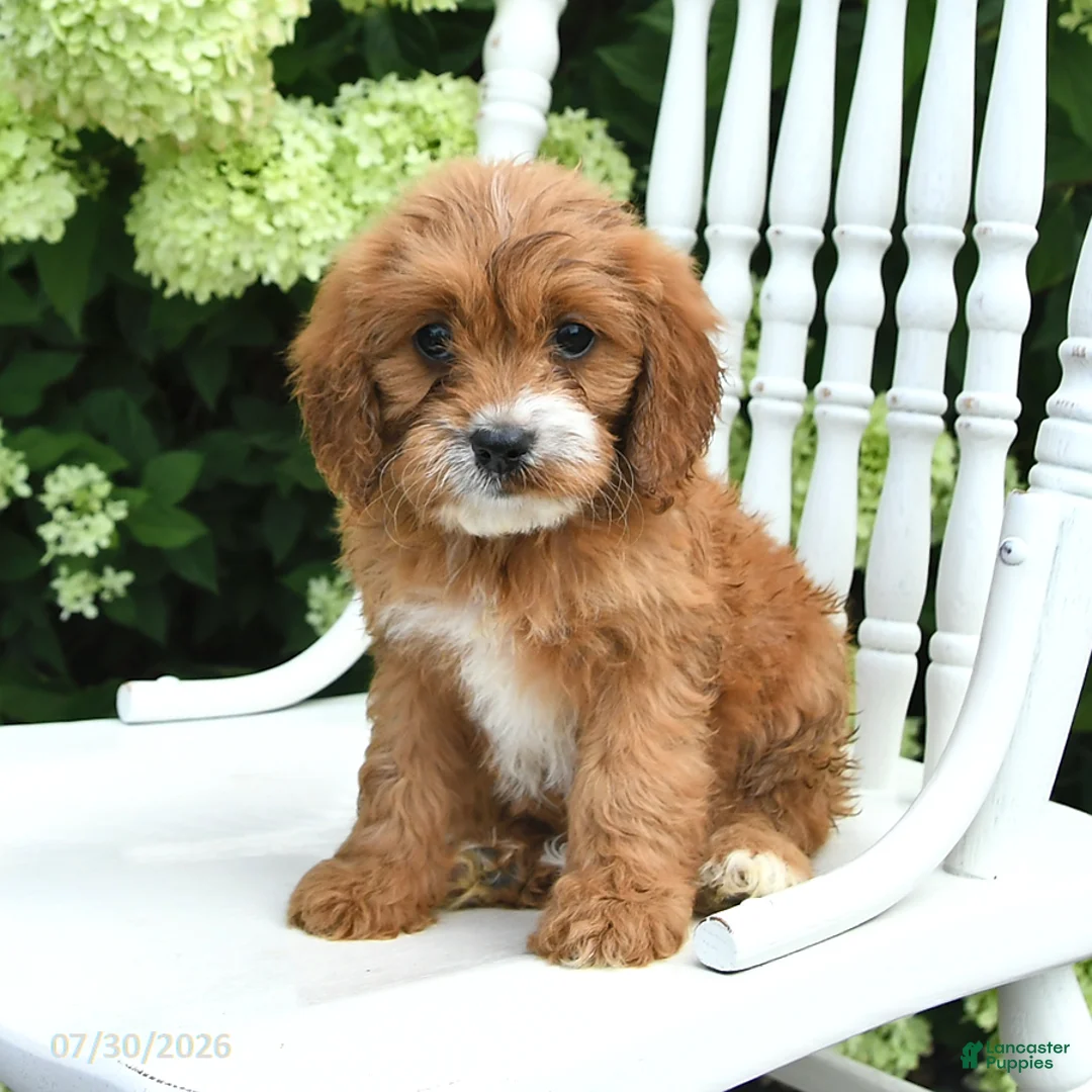 Cavapoo dogs for sale: Daisy - Ad 1