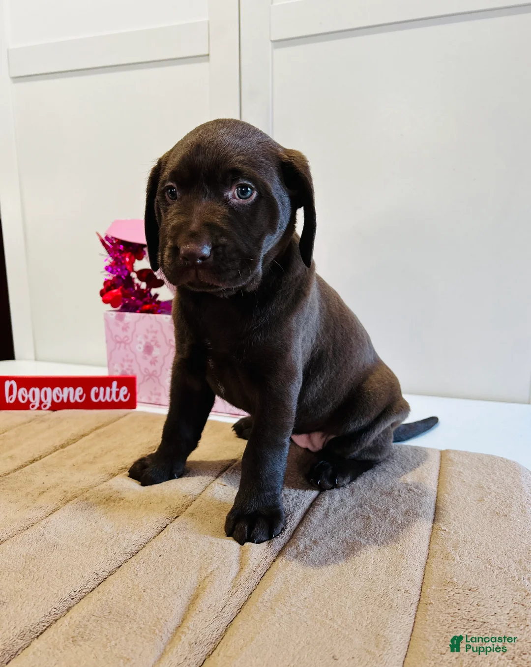 Labrador Retriever dogs for sale: Lucy - Ad 7