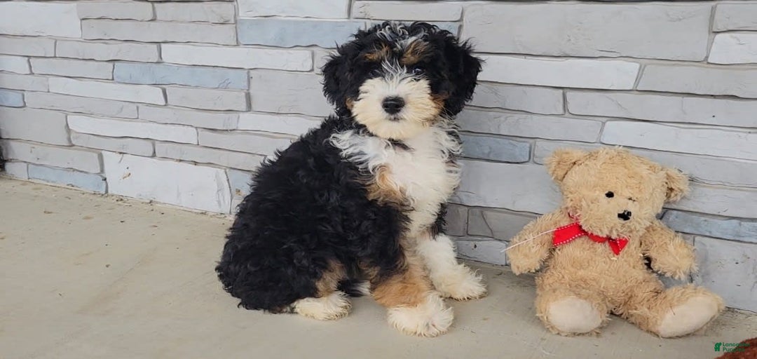 Gallery Image {{count}}