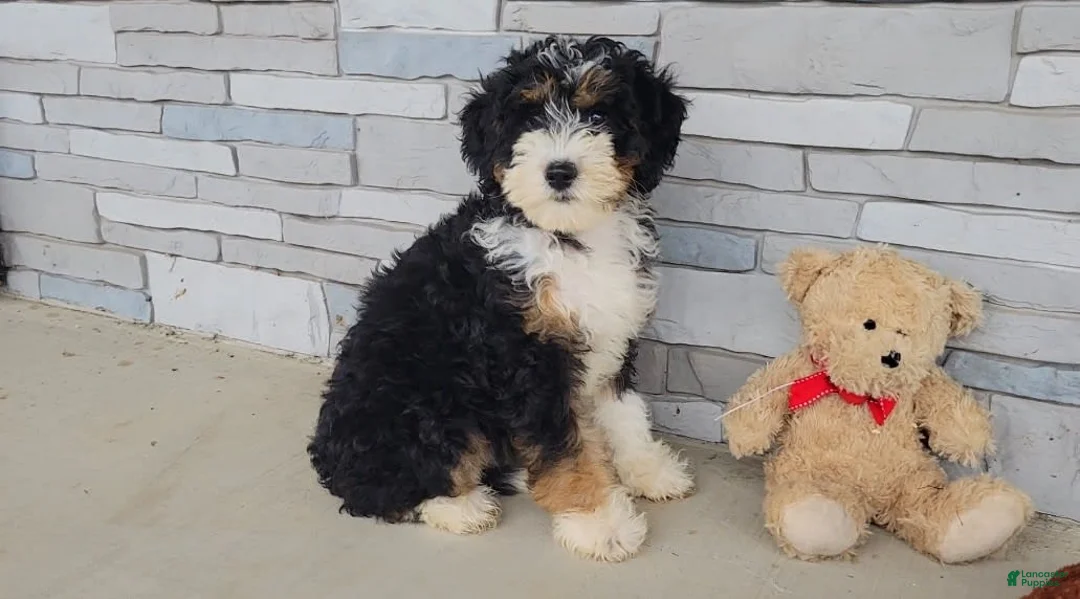 Gallery Image {{count}}