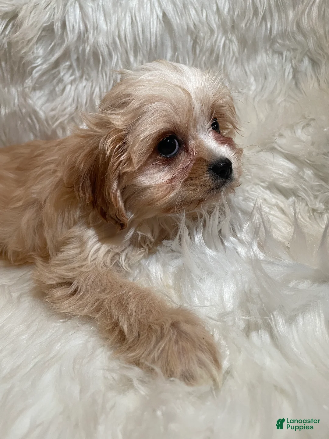 Cavapoo dogs for sale: Cavapoo Puppy 3 - Ad 2