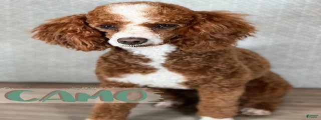 Camo