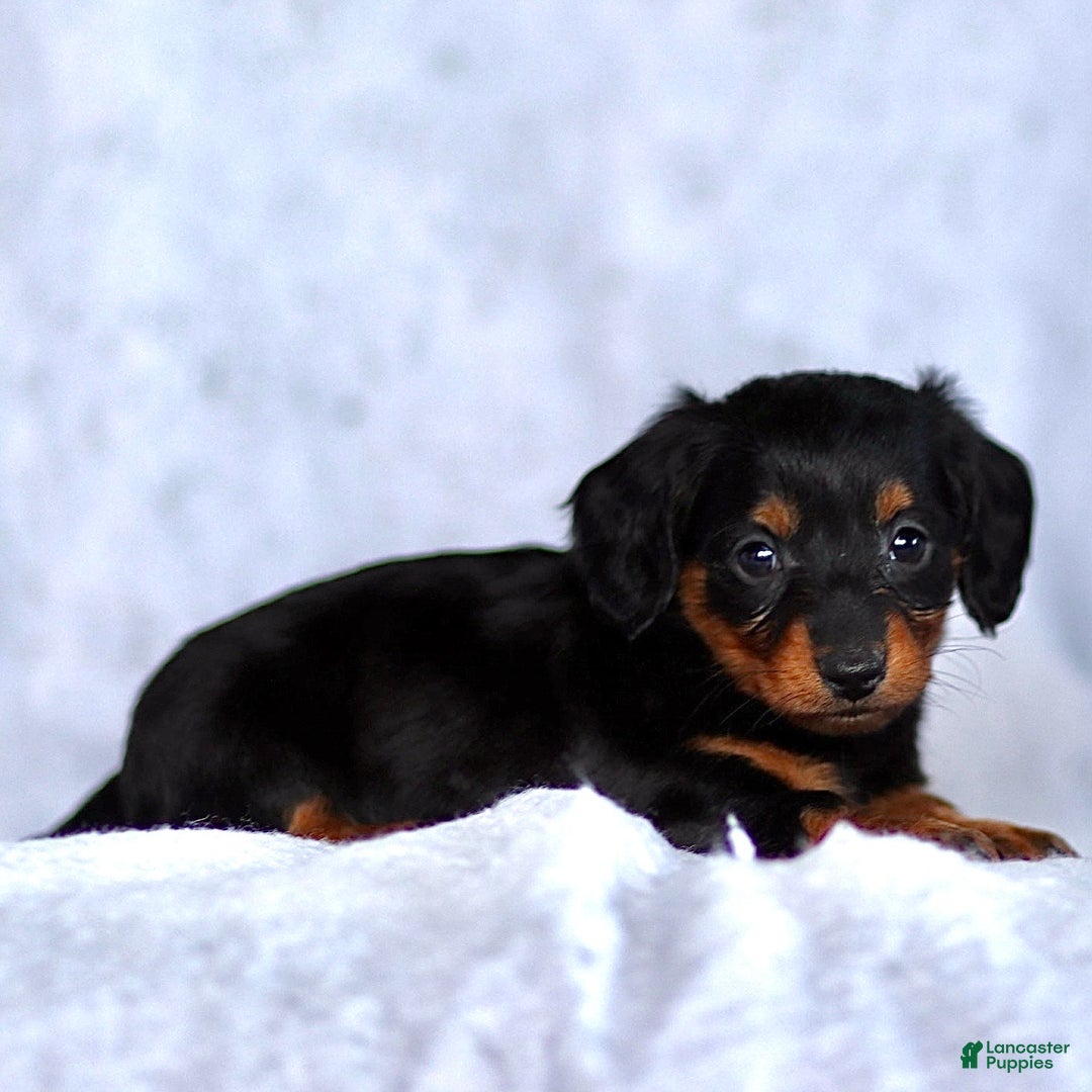 Dachshund dogs for sale: Karson - Ad 2