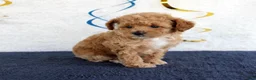 Toy Poodle dogs for sale: Penny - Ad 2