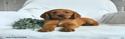 Mixed Breed dogs for sale: Wyatt - Ad 2