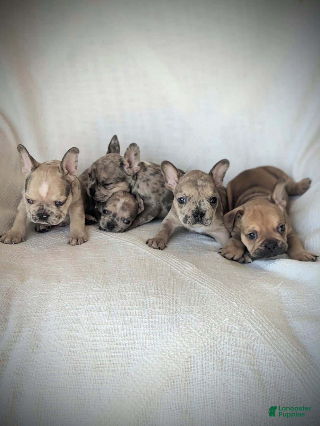 French Bulldog dogs for sale: Boomer - Ad 4