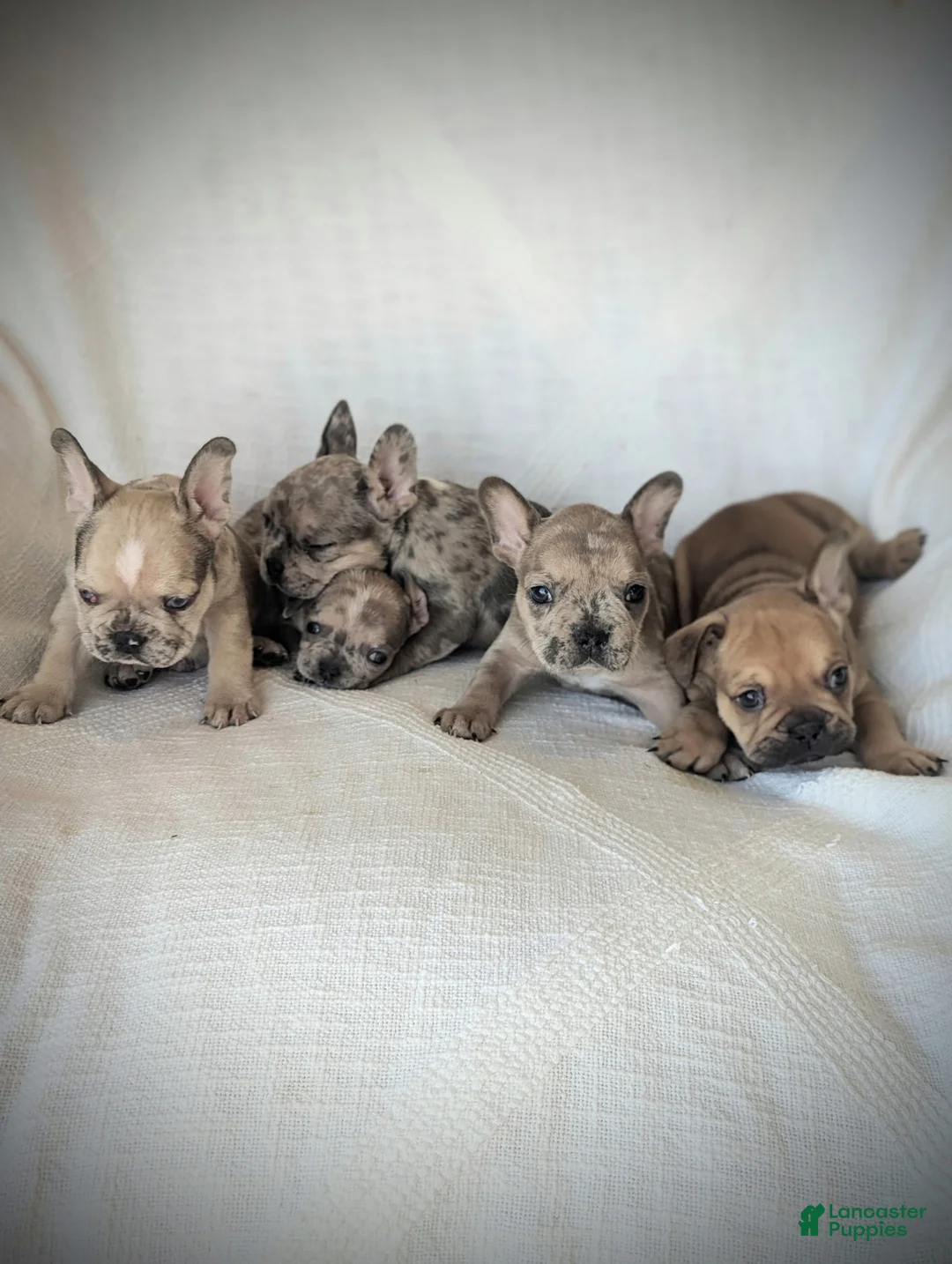 French Bulldog dogs for sale: Bruno - Ad 4