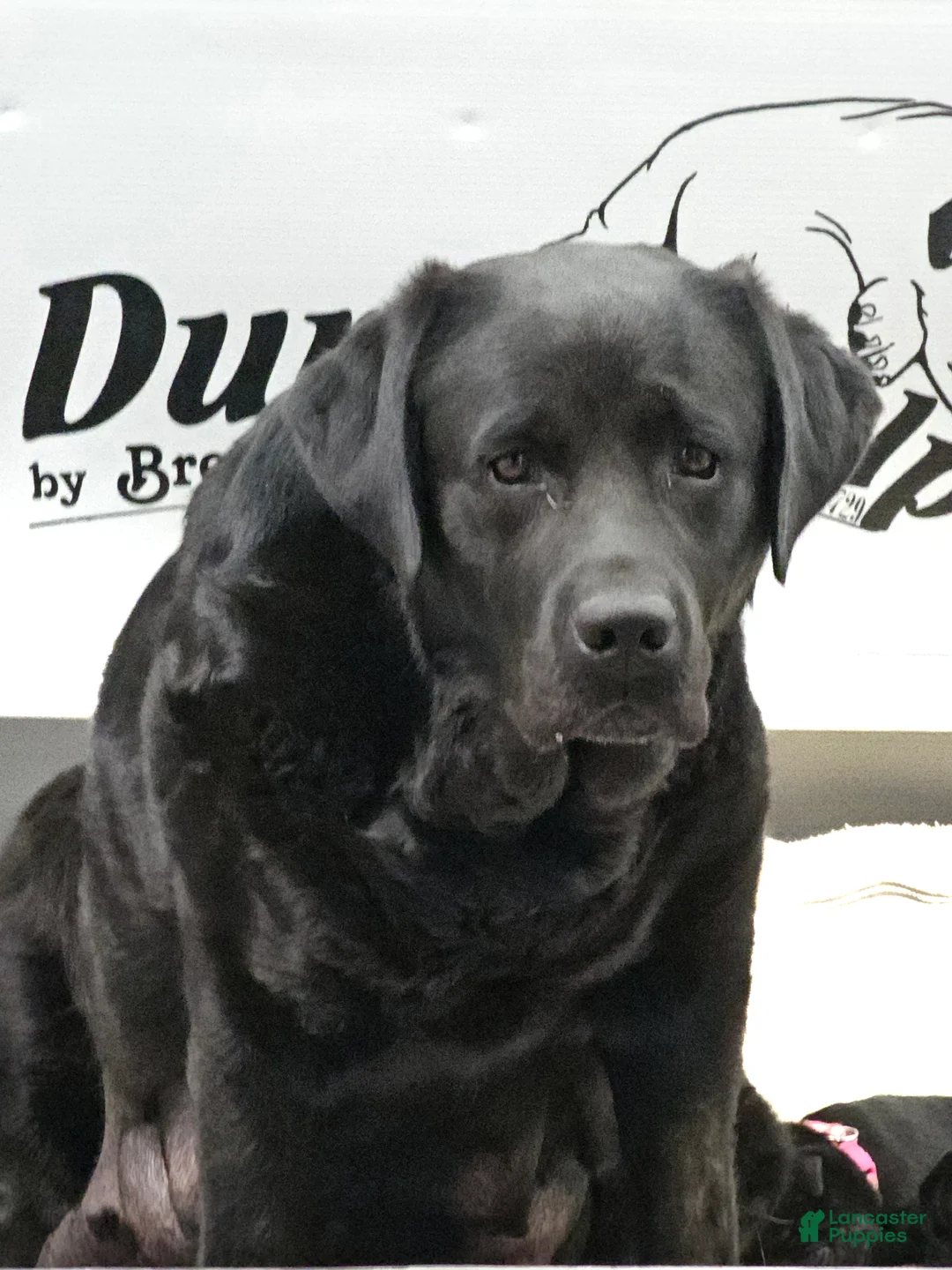 Labrador Retriever dogs for sale: Labrador Retriever 1 - Ad 2
