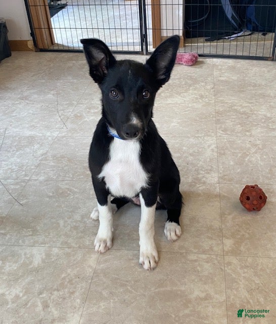 Border Collie dogs Potter - Ad 1