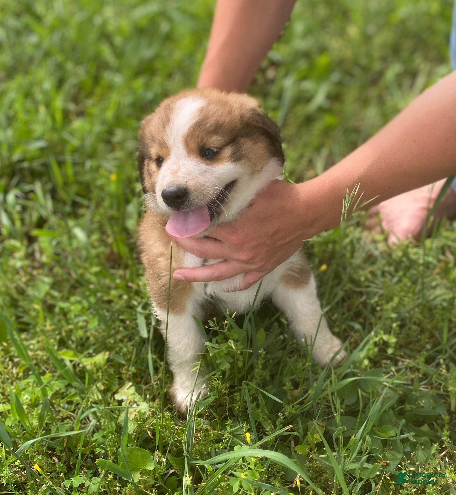 Mixed Breed dogs for sale: ♥️HAPPY GIRL HEIDI♥️ - Ad 21