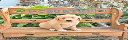 Golden Retriever dogs for sale: Baxter - Ad 4