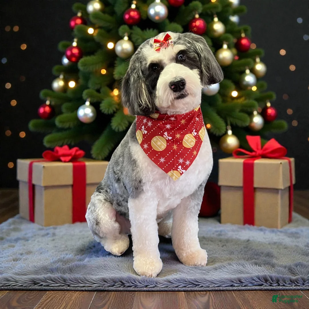 Mini Aussiedoodle dogs for sale: Chace  - Ad 9