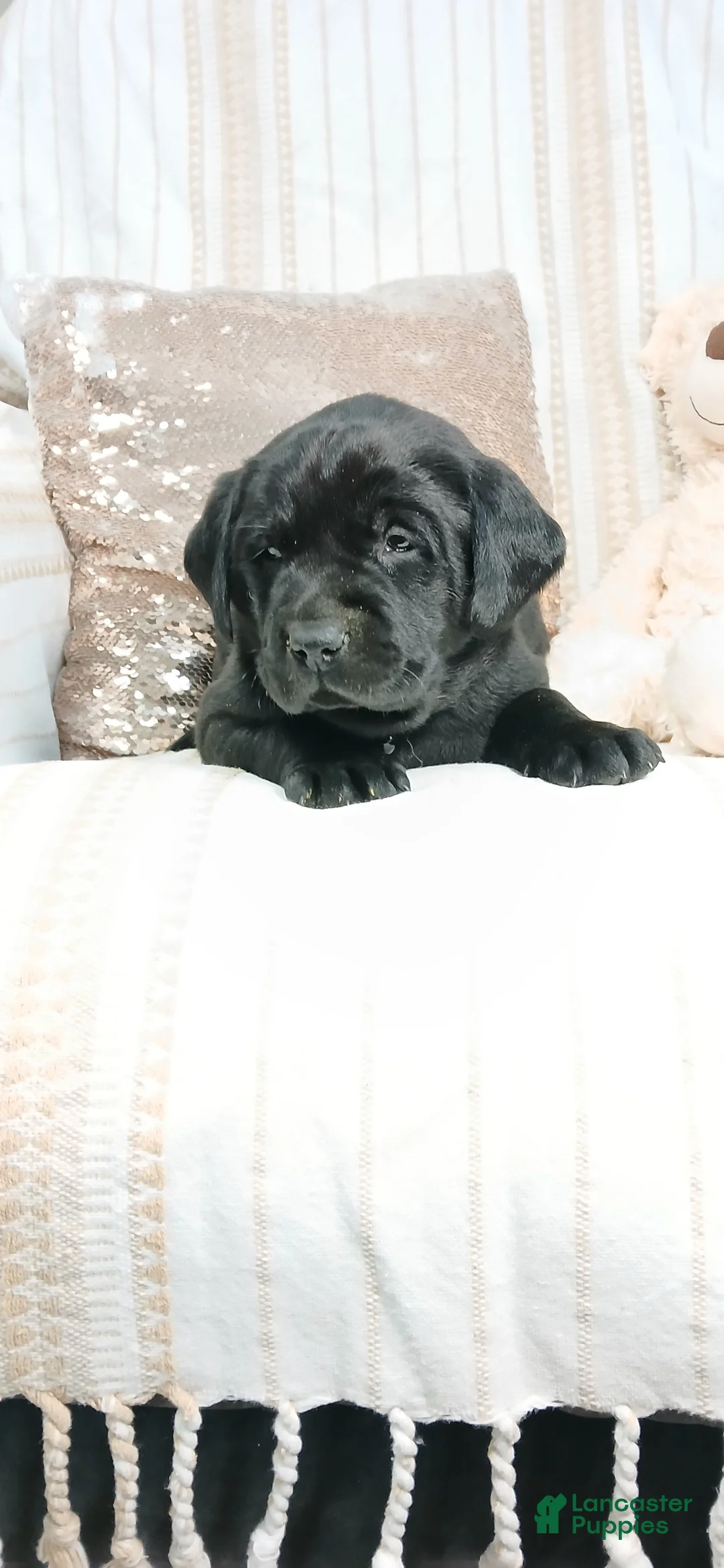 Labrador Retriever dogs for sale: DIESEL - Ad 7