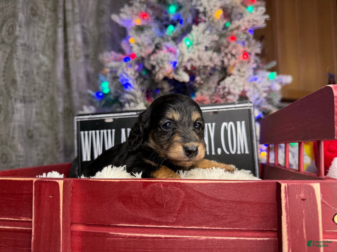 Miniature Dachshund dogs for sale: Russian red Triscuit larger - Ad 24