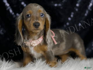 Miniature Dachshund dogs - Ad 40