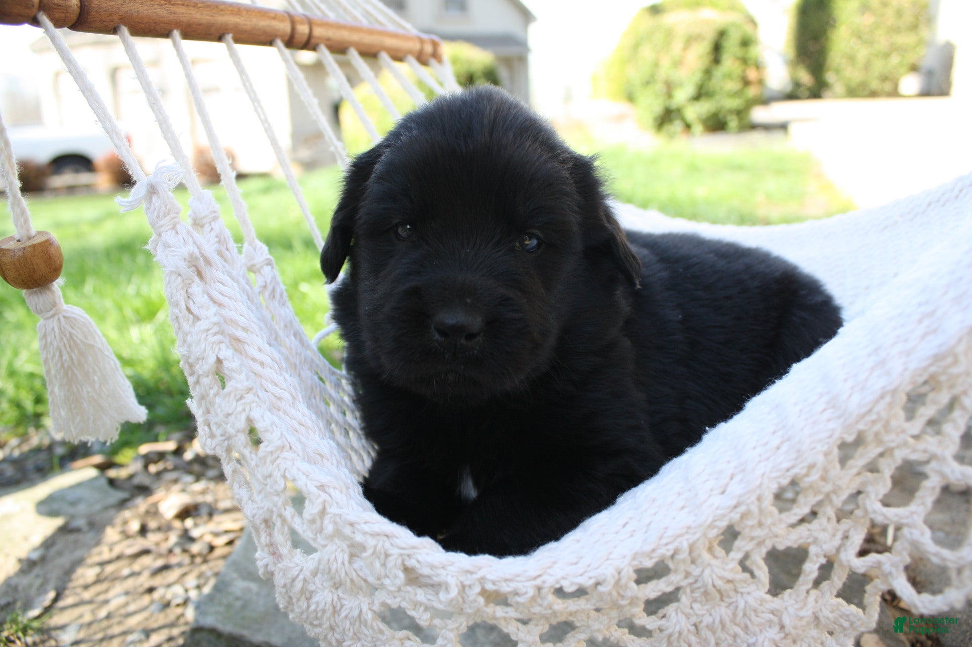 Newfoundland dogs Ember - Ad 1