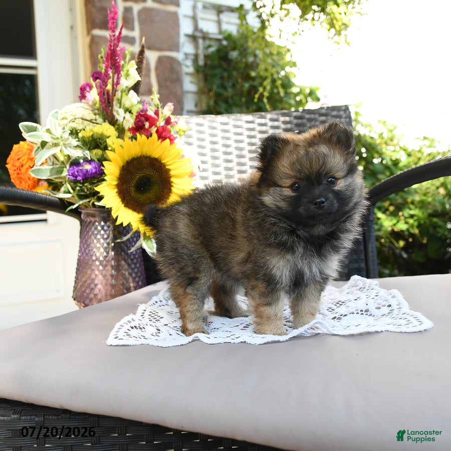 Pomeranian dogs Tessa - Ad 2
