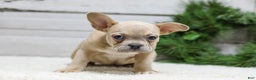 French Bulldog dogs for sale: Candace - Ad 4