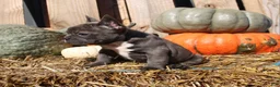 Mixed Breed dogs for sale: Shelly - Ad 10