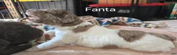 Newfypoo dogs for sale: Fanta - Ad 6