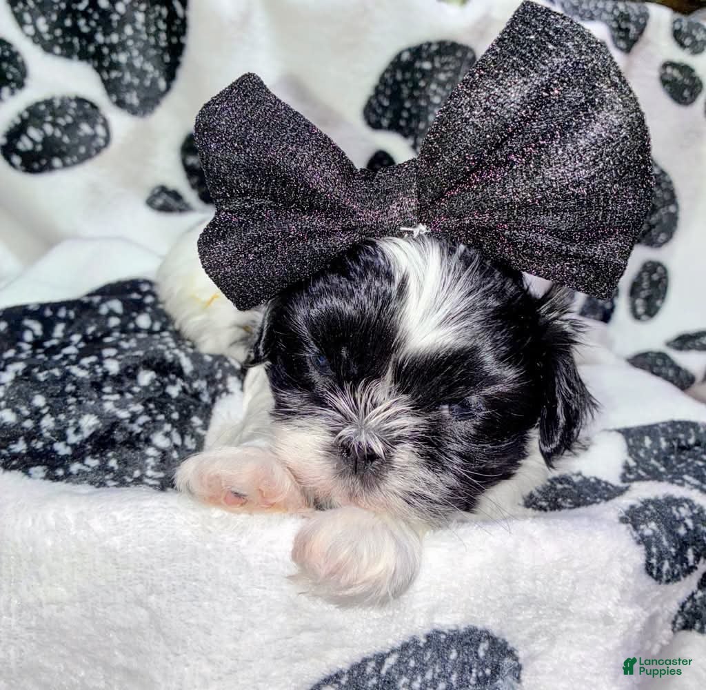 Shih Tzu dogs Pepper - Ad 2