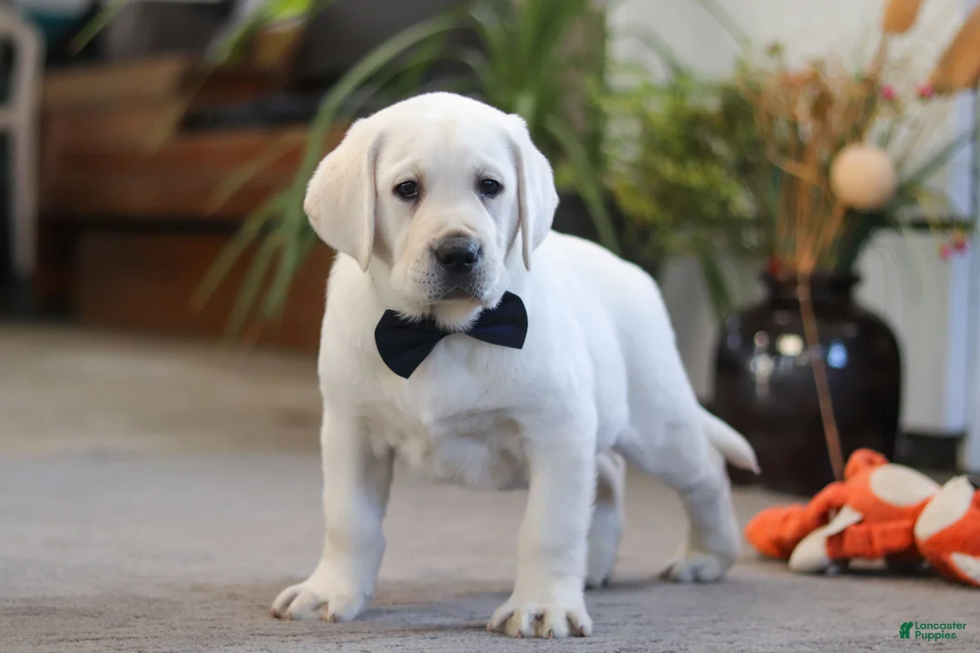 Labrador Retriever dogs for sale: Buster - Ad 5