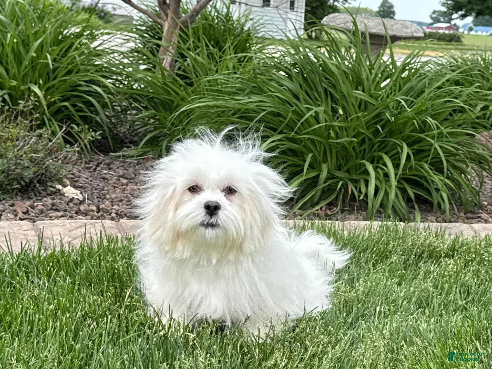 Lhasa Apso dogs Lucy - Ad 2