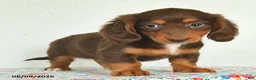 Miniature Dachshund dogs for sale: Kiki - Ad 2