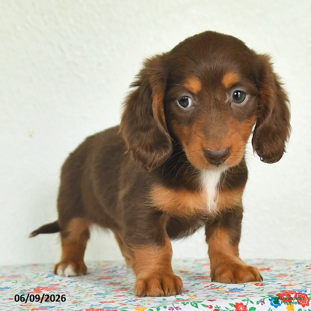 Miniature Dachshund dogs for sale: Kiki - Ad 2