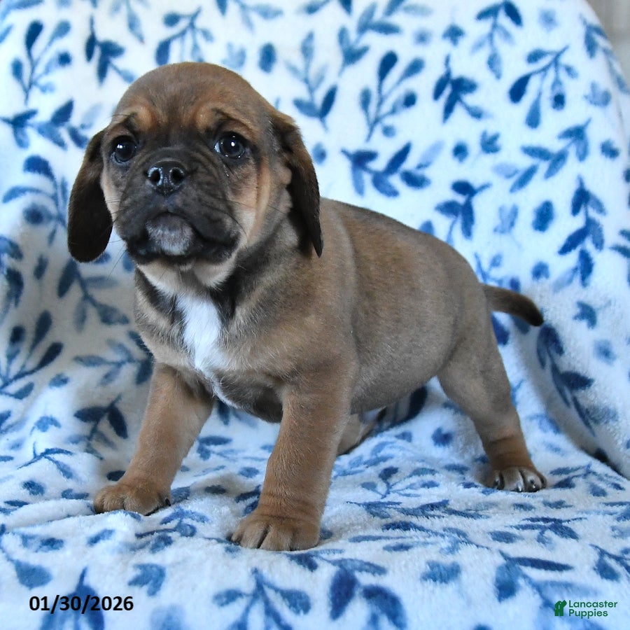 Puggle dogs Snickers  - Ad 2