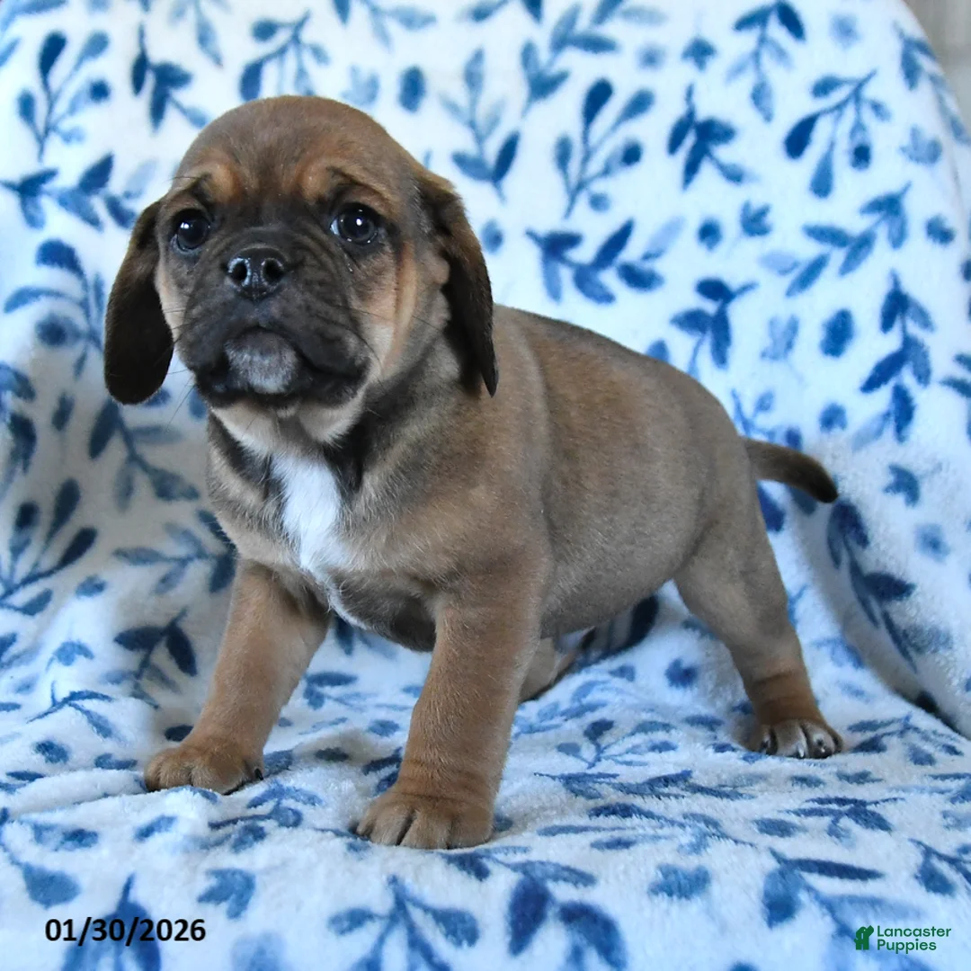 Puggle dogs for sale: Snickers  - Ad 2