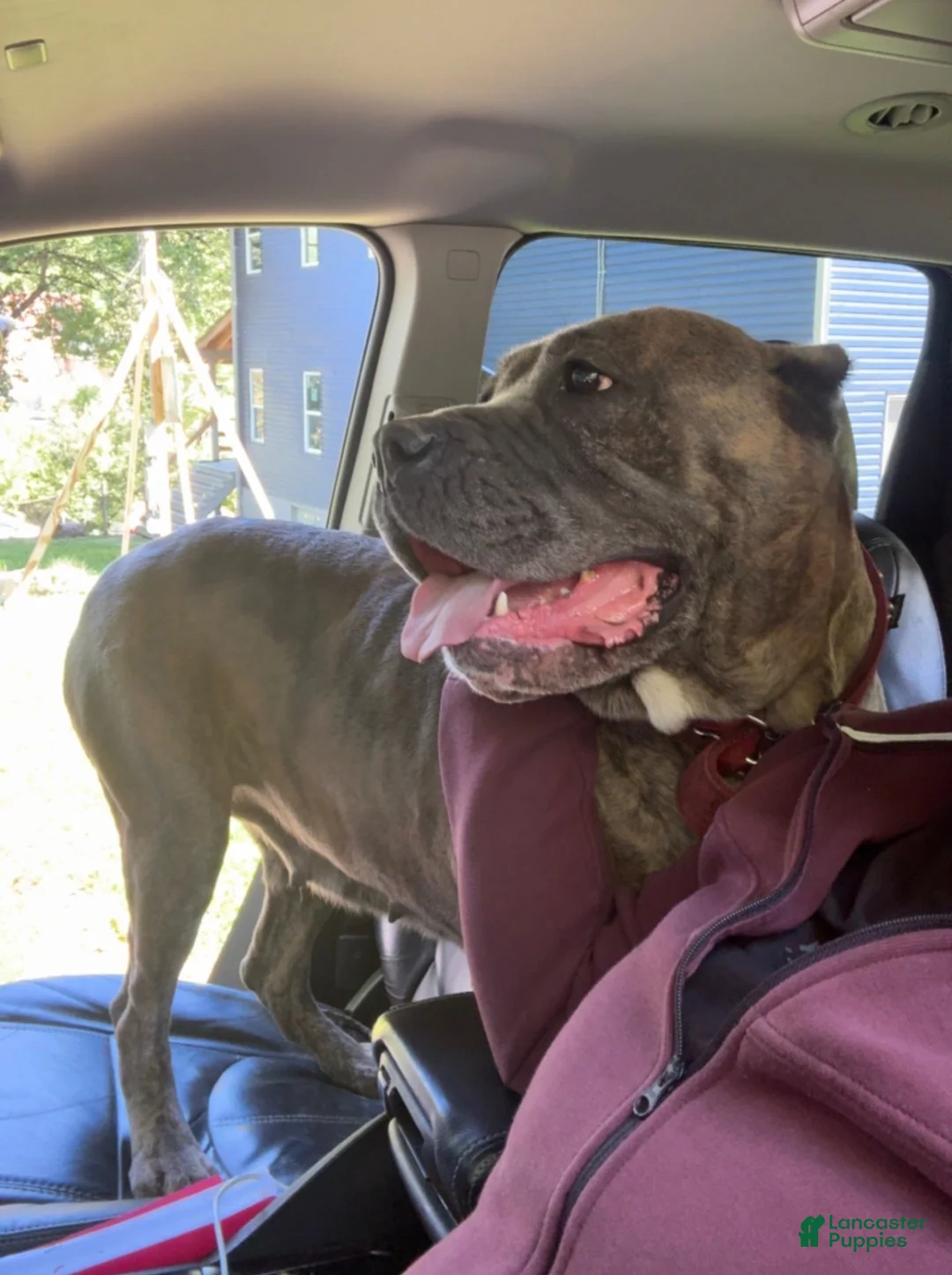 Cane Corso dogs for sale: Cane Corso 1 - Ad 12
